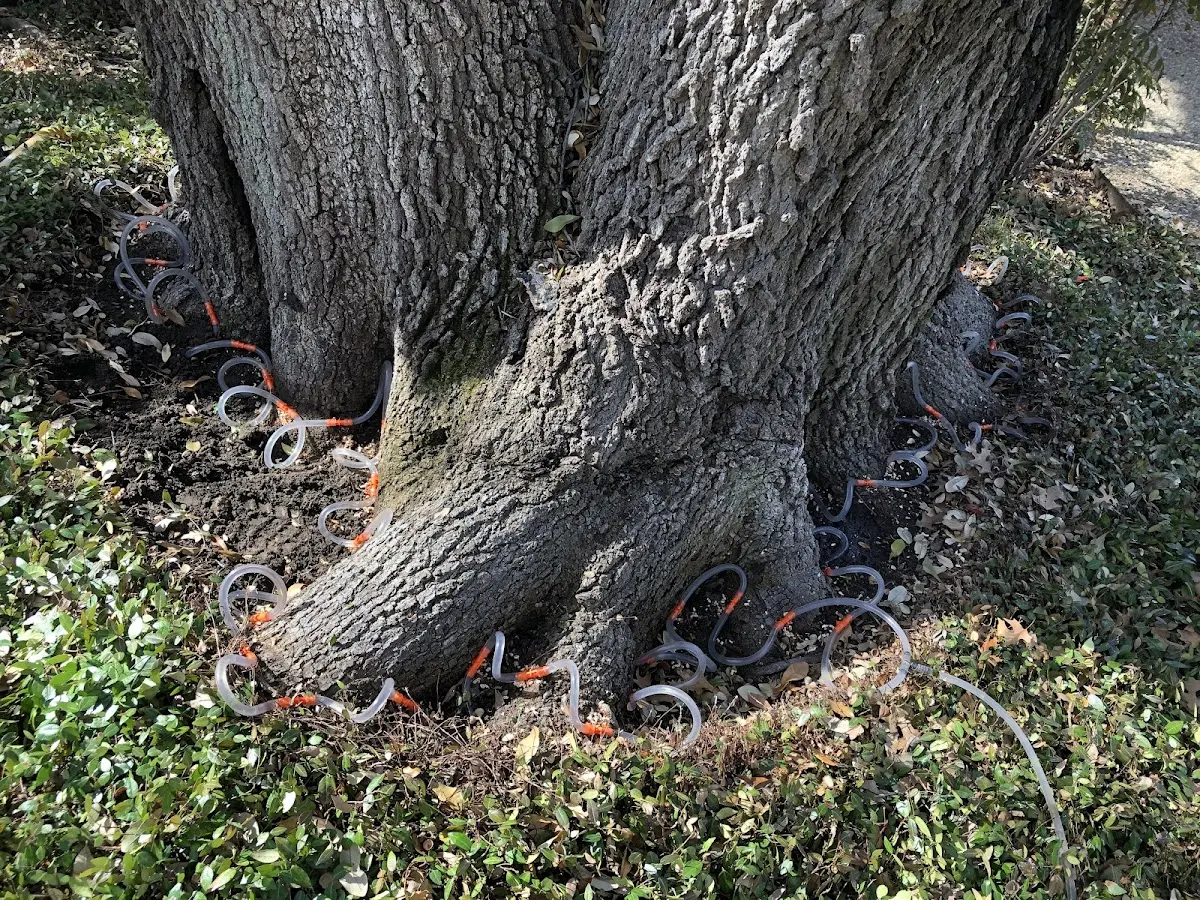 Detailed Tree Cabling and Bracing job site in Barclay
