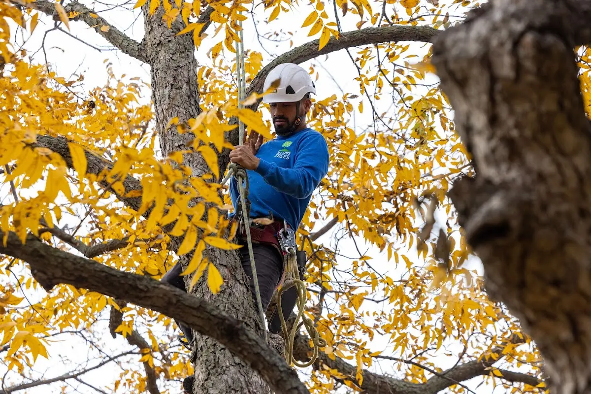 Skilled Tree Trimming crew working in Barclay